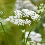 Where Cumin is Grown: A Comprehensive Guide