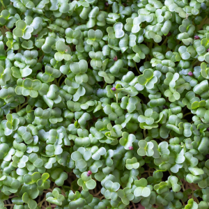 Fresh Broccoli Microgreens 100g | Chemical-Free | Ponnet Packing