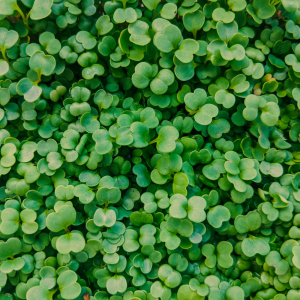 Fresh Mustard Microgreens 100g | Chemical-Free | Ponnet Packing