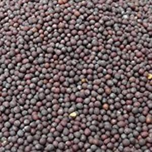 Mustard Seed 25 Kg Bag
