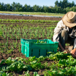 Best Humic Acid Practices for Organic Vegetable Farming
