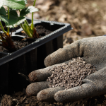 Can Humic Acid Replace Fertilizers? Myth vs Reality