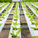 Humic Acid for Hydroponics: Does It Work?