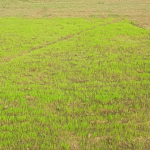 Tulaipanji Farming in West Bengal: Preserving a Heritage Rice Variety