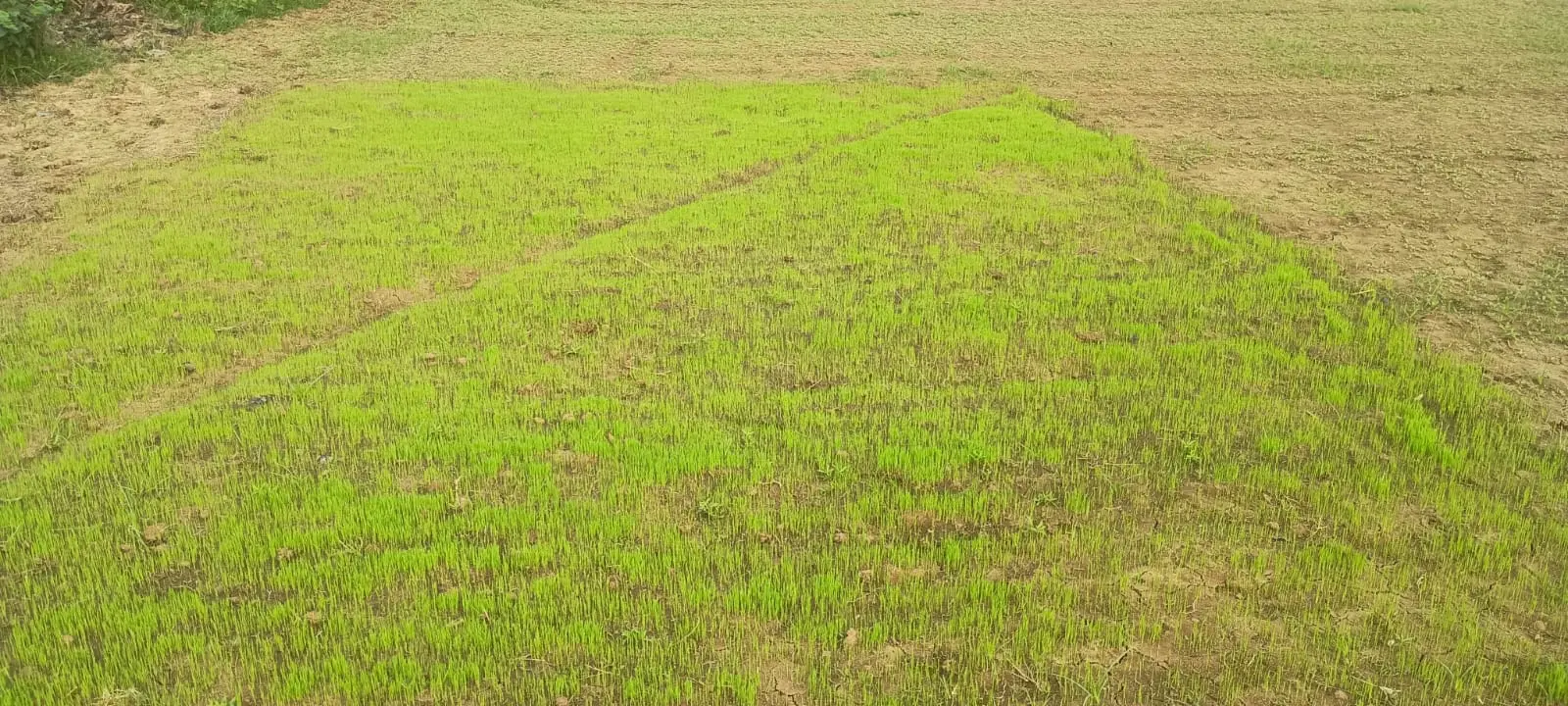 tulaipanji-nursery