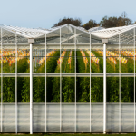 Using Humic Acid in Greenhouse Farming