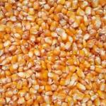 Maize Grade A for human